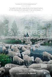 Poster Sweetgrass