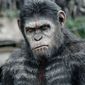 Foto 2 Dawn of the Planet of the Apes
