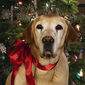 A Dog Named Christmas/Un câine pe nume Crăciun