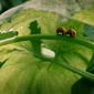 Foto 12 Minuscule - La vallée des fourmis perdues
