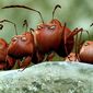 Foto 8 Minuscule - La vallée des fourmis perdues