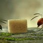 Foto 7 Minuscule - La vallée des fourmis perdues