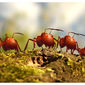 Foto 9 Minuscule - La vallée des fourmis perdues