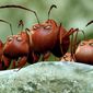Foto 24 Minuscule - La vallée des fourmis perdues
