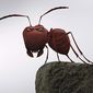 Foto 28 Minuscule - La vallée des fourmis perdues