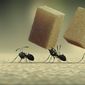 Foto 25 Minuscule - La vallée des fourmis perdues