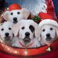 Santa Paws 2: The Santa Pups/Cățeii lui Moș Crăciun 2