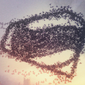 Poster 24 Batman V Superman: Dawn of Justice