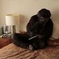 Foto 3 Primate Cinema: Apes as Family