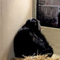 Foto 2 Primate Cinema: Apes as Family