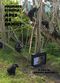 Film Primate Cinema: Apes as Family