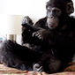 Foto 1 Primate Cinema: Apes as Family