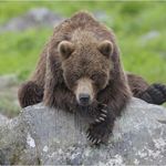 Imagine din galeria filmului Land of the Bears