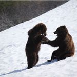 Imagine din galeria filmului Land of the Bears