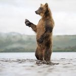 Imagine din galeria filmului Land of the Bears