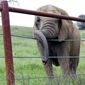 An Apology to Elephants/Odă pentru elefanți