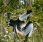 Foto 32 Island of Lemurs: Madagascar