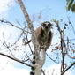 Foto 11 Island of Lemurs: Madagascar
