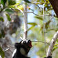 Foto 37 Island of Lemurs: Madagascar