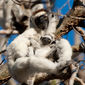 Foto 3 Island of Lemurs: Madagascar