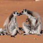 Foto 41 Island of Lemurs: Madagascar