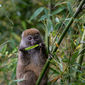 Foto 33 Island of Lemurs: Madagascar