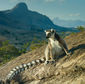 Foto 14 Island of Lemurs: Madagascar