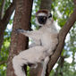 Foto 40 Island of Lemurs: Madagascar