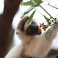 Island of Lemurs: Madagascar/Insula Lemurilor: Madagscar
