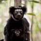 Foto 38 Island of Lemurs: Madagascar