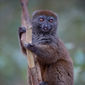 Island of Lemurs: Madagascar/Insula Lemurilor: Madagscar