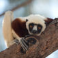 Foto 34 Island of Lemurs: Madagascar