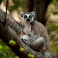 Foto 44 Island of Lemurs: Madagascar