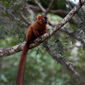 Foto 20 Island of Lemurs: Madagascar