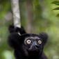 Foto 46 Island of Lemurs: Madagascar