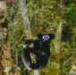Foto 42 Island of Lemurs: Madagascar