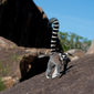 Foto 43 Island of Lemurs: Madagascar