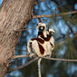 Foto 13 Island of Lemurs: Madagascar