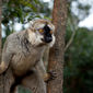 Foto 17 Island of Lemurs: Madagascar