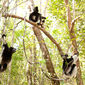Foto 12 Island of Lemurs: Madagascar