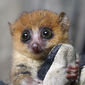Foto 29 Island of Lemurs: Madagascar