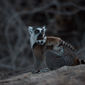 Foto 2 Island of Lemurs: Madagascar