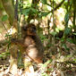 Foto 1 Island of Lemurs: Madagascar