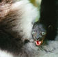 Foto 15 Island of Lemurs: Madagascar