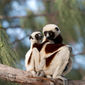 Foto 22 Island of Lemurs: Madagascar
