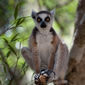 Foto 4 Island of Lemurs: Madagascar