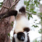 Foto 27 Island of Lemurs: Madagascar