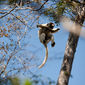 Foto 23 Island of Lemurs: Madagascar