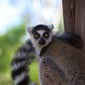 Foto 31 Island of Lemurs: Madagascar