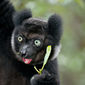 Foto 8 Island of Lemurs: Madagascar
